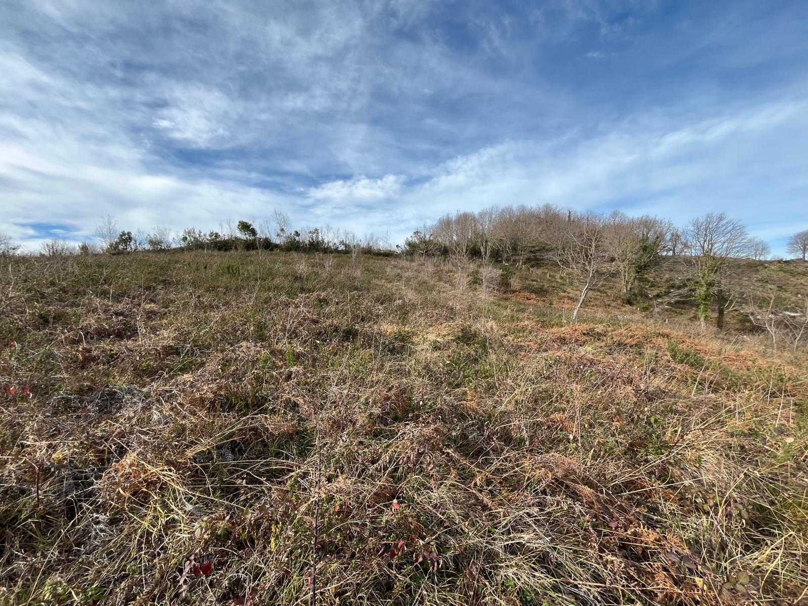 MABELDEN AYAZLI MAHALLESİNDE SATILIK 5 DÖNÜM ARAZİ